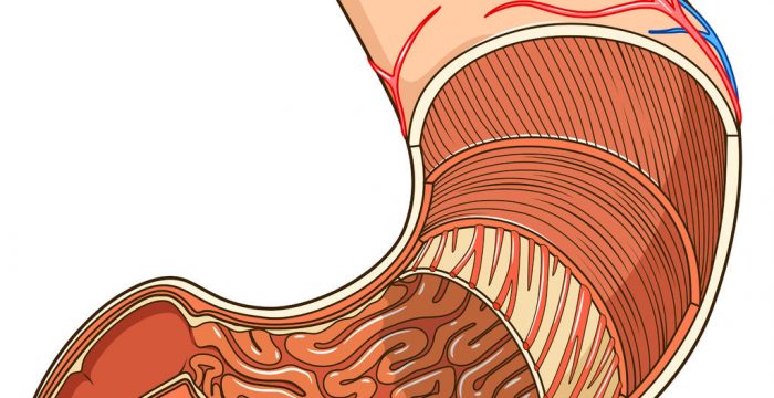 48361364 - structure of stomach medical educational vector illustration. medicine science